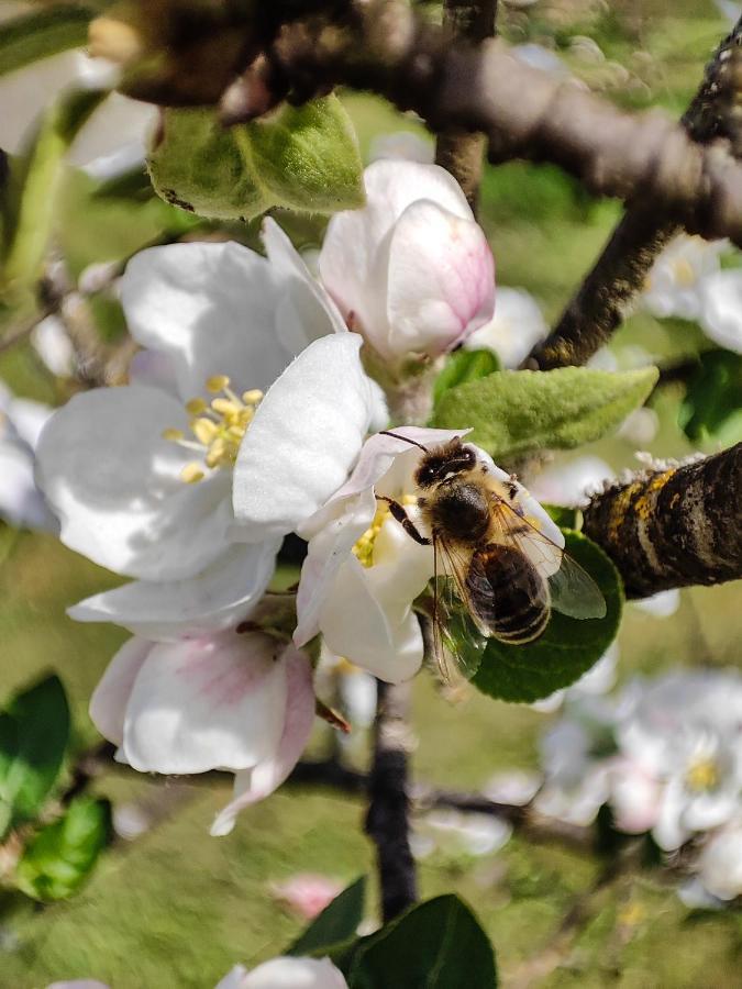 Silent Orchard Villa Naklo Dış mekan fotoğraf